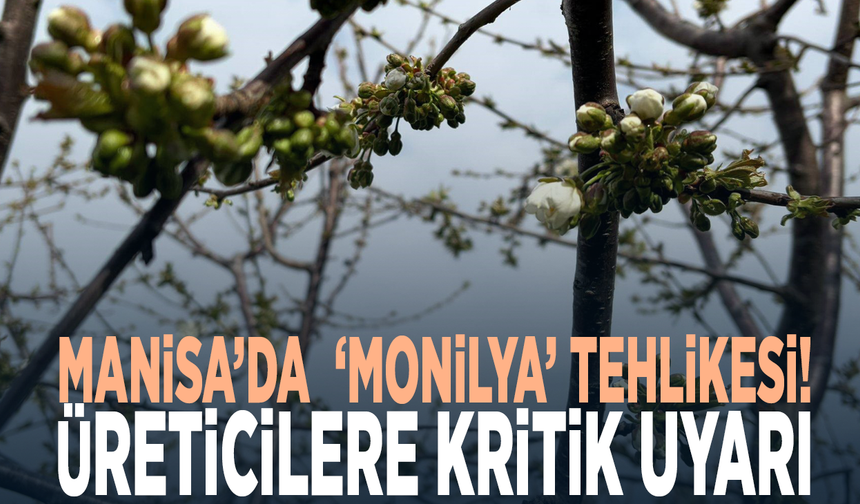 Manisa’da  ‘Monilya’ tehlikesi!  Üreticilere kritik uyarı