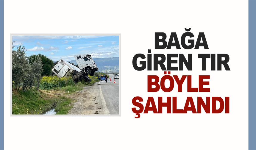 Bağa giren tır böyle şahlandı