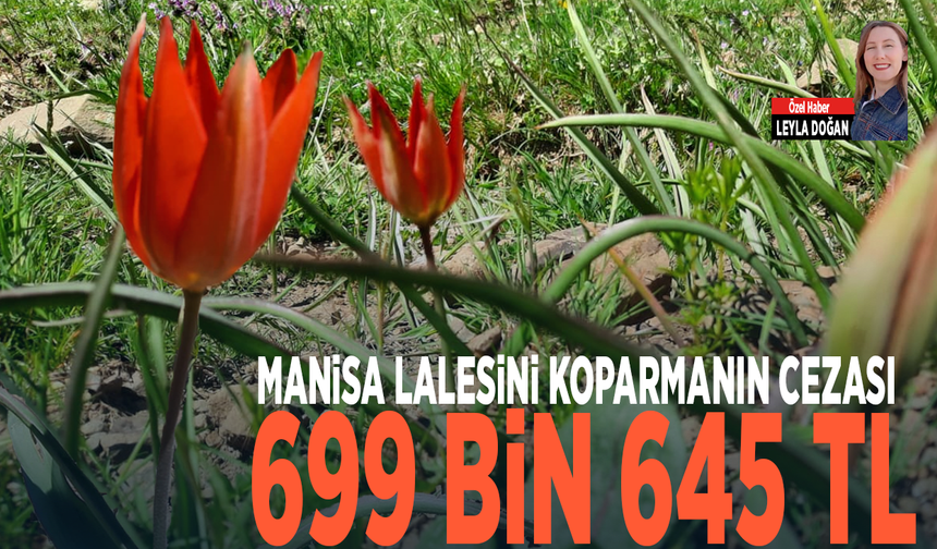 MANİSA LALESİNİ KOPARMANIN CEZASI 699 BİN 645 TL