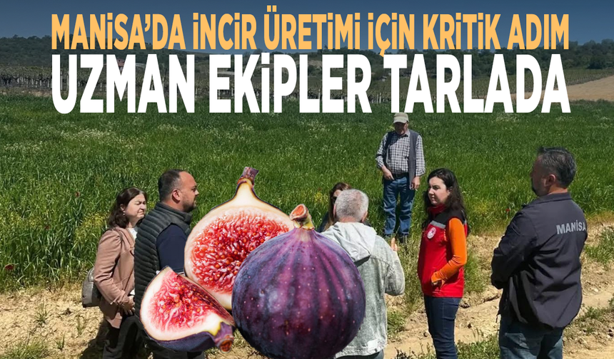 Manisa’da incir üretimi için kritik adım.. Uzman ekipler tarlada