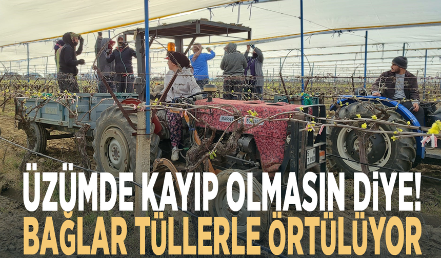 Üzümde kayıp olmasın diye! Bağlar tüllerle örtülüyor