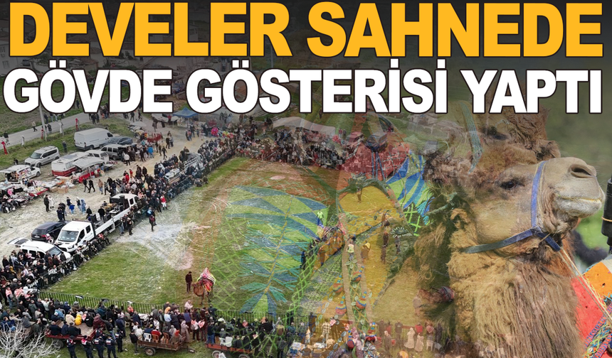 Saruhanlı’da 18. Geleneksel Deve Güreşi Coşkusu