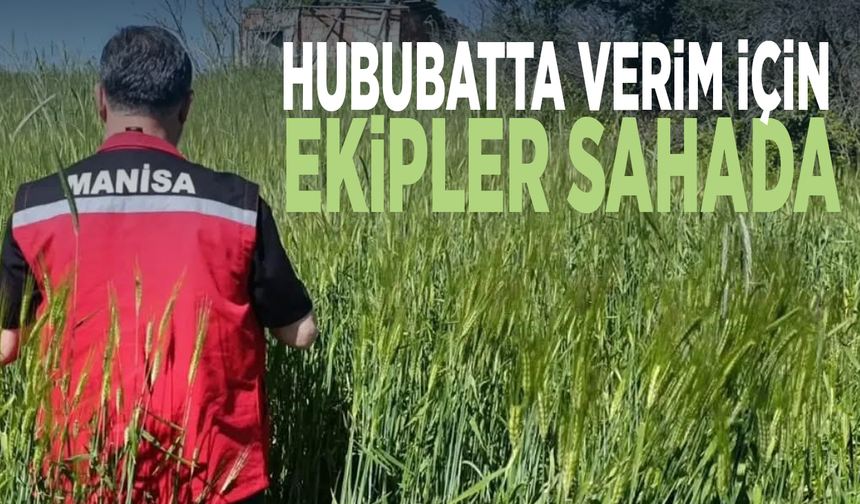 Hububatta verim için ekipler sahada