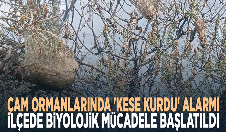 Çam ormanlarında 'Kese kurdu' alarmı: İlçede biyolojik ve mekanik mücadele başlatıldı