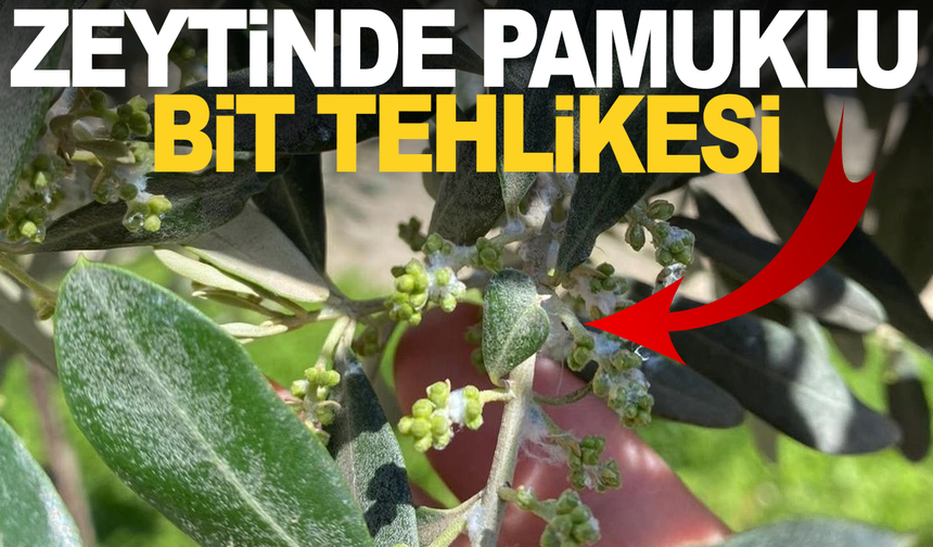 Manisa'da zeytin üreticilerine pamuklu bit zararlısına karşı uyarıldı
