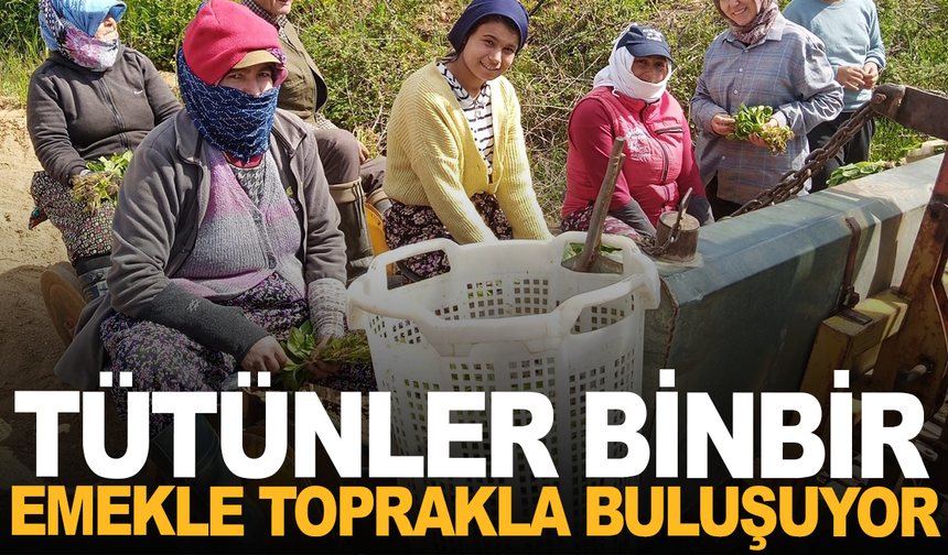 Manisa'da tütün mesaisi başladı