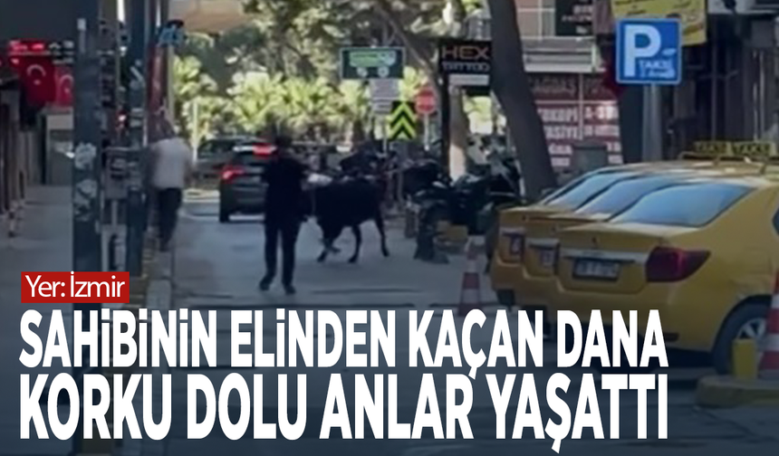 Sahibinin elinden kaçan dana korku dolu anlar yaşattı