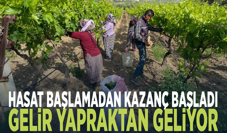 Hasat başlamadan kazanç başladı... Gelir yapraktan geliyor