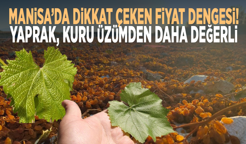 Manisa’da dikkat çeken fiyat dengesi! Yaprak, kuru üzümden daha değerli