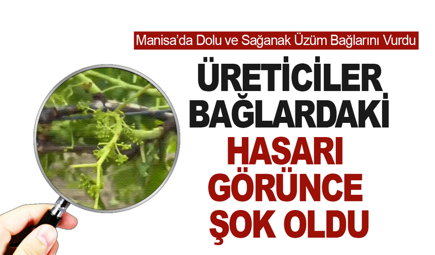 Manisalı üretici bağlarda oluşan zararı gözler önüne serdi