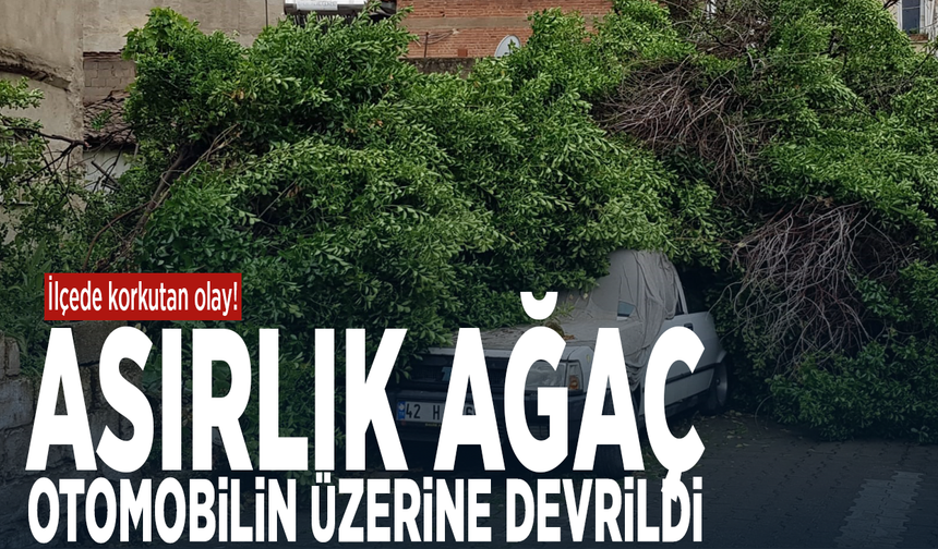 İlçede korkutan olay! Asırlık ağaç otomobilin üzerine devrildi