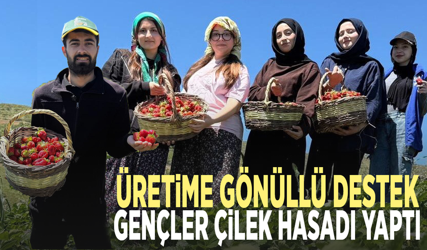 Üretime gönüllü destek... Gençler çilek hasadı yaptı