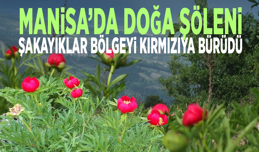 Manisa’da doğa şöleni... Şakayıklar bölgeyi kırmızıya bürüdü