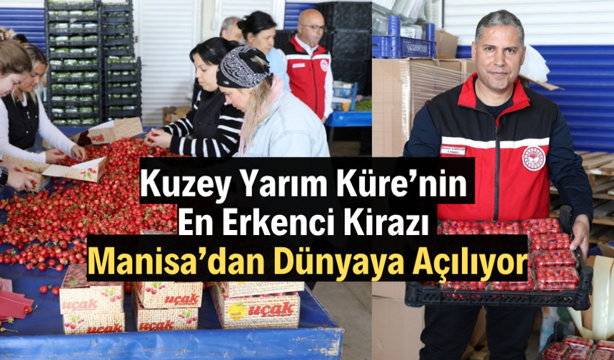 Kuzey Yarım Küre’nin En Erkenci Kirazı Manisa’dan Dünyaya Açılıyor
