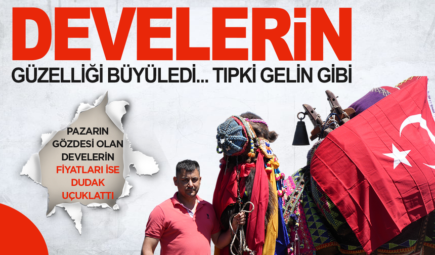 Tonluk develer ve danalar kurban pazarında görücüye çıktı