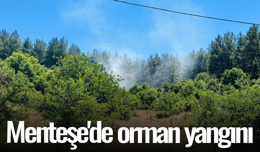 Menteşe'de orman yangını