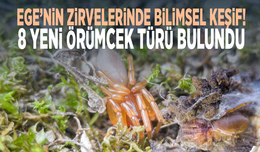 Ege’nin zirvelerinde bilimsel keşif! 8 yeni örümcek türü bulundu