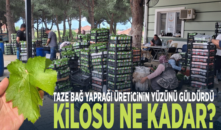 Taze bağ yaprağı üreticinin yüzünü güldürdü: Kilosu ne kadar?