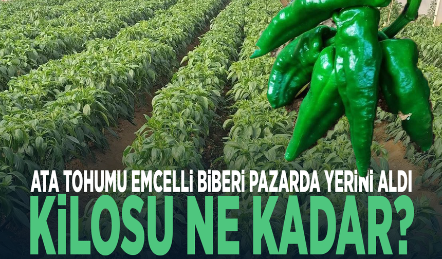 Ata tohumu Emcelli biberi pazarda yerini aldı… Kilosu ne kadar?