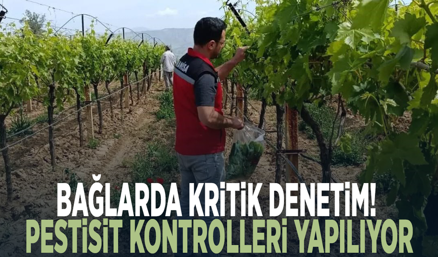 Bağlarda kritik denetim! Pestisit kontrolleri yapılıyor