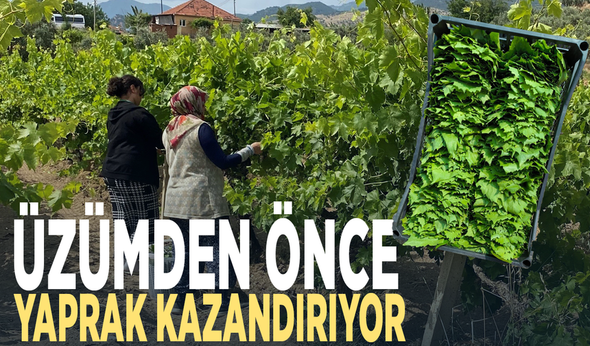 Üzümden önce yaprak kazandırıyor