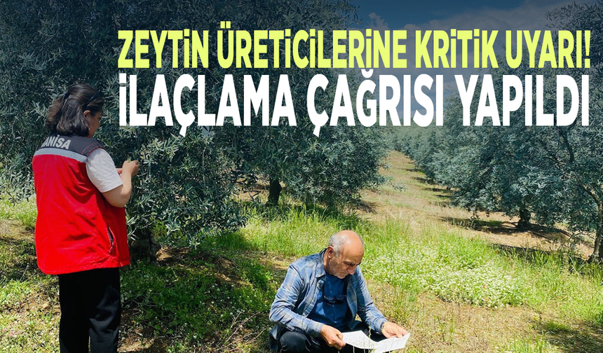 Zeytin üreticilerine kritik uyarı! İlaçlama çağrısı yapıldı