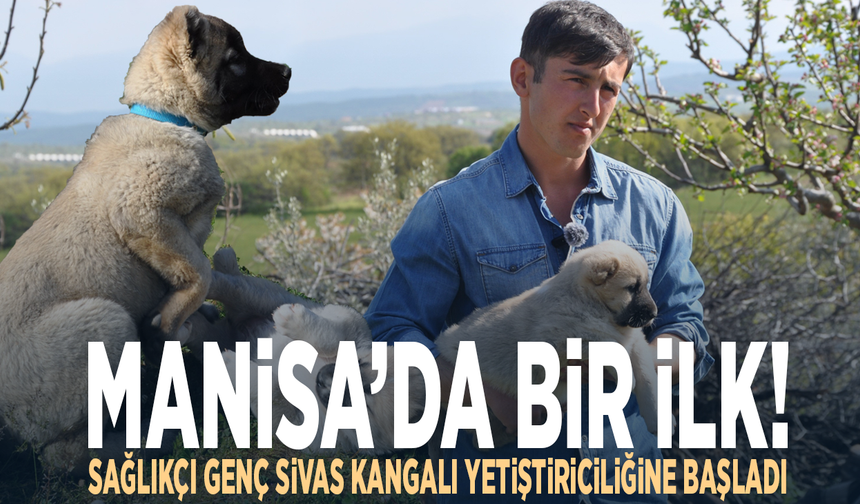 Manisa’da bir ilk! Sağlıkçı genç Sivas Kangalı yetiştiriciliğine başladı