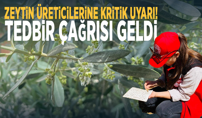 Zeytin üreticilerine kritik uyarı! Tedbir çağrısı geldi