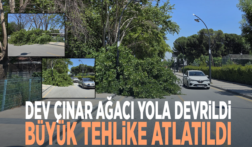 Dev çınar ağacı yola devrildi, büyük tehlike atlatıldı