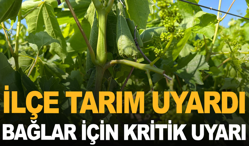 İlçe tarım uyardı: Bağlarda Mildiyö ve Külleme Alarmı!