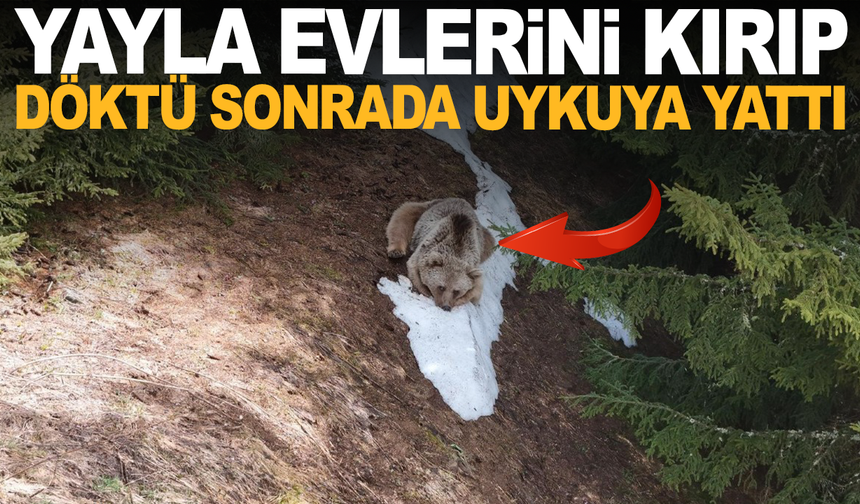 Yayla evlerini kırdı döktü; ormanda dinlenirken drone kamerasına yakalandı