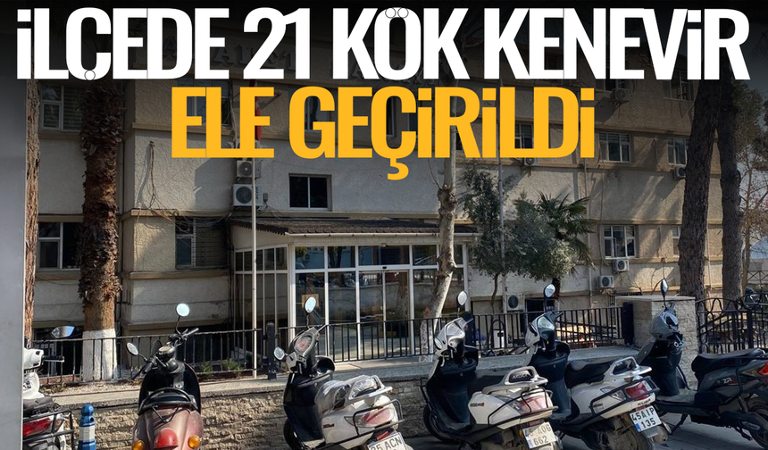 Alaşehir'de 21 kök kenevir ele geçirildi