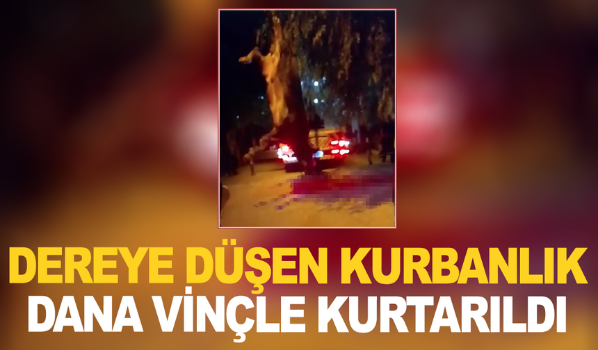 Dereye düşen kurbanlık dana vinçle kurtarıldı