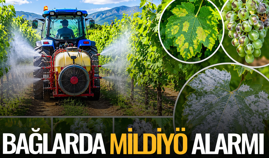 Bağlarda Mildiyö alarmı: Tarih verildi