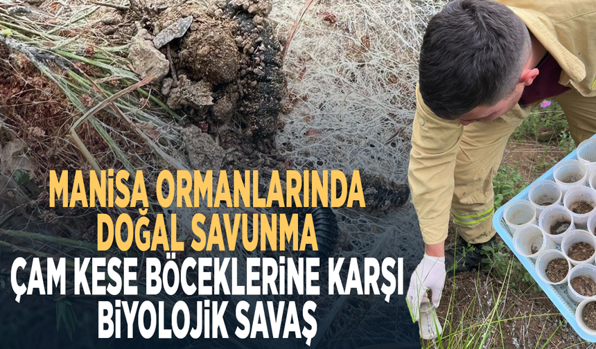 Manisa ormanlarında doğal savunma... Çam kese böceklerine karşı biyolojik savaş