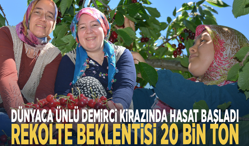 Dünyaca ünlü Demirci kirazında hasat başladı... Rekolte beklentisi 20 bin ton