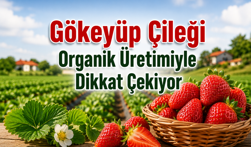 Gökeyüp Çileği Organik Üretimiyle Dikkat Çekiyor