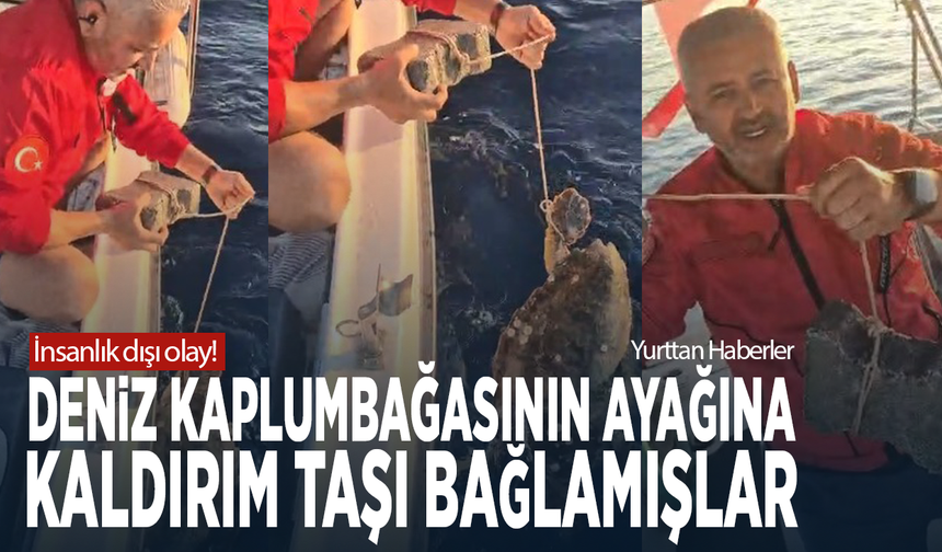 İnsanlık dışı olay! Deniz kaplumbağasının ayağına kaldırım taşı bağlamışlar