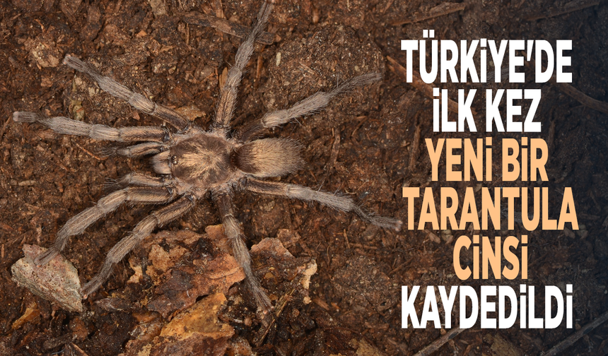 Türkiye'de ilk kez yeni bir tarantula cinsi kaydedildi