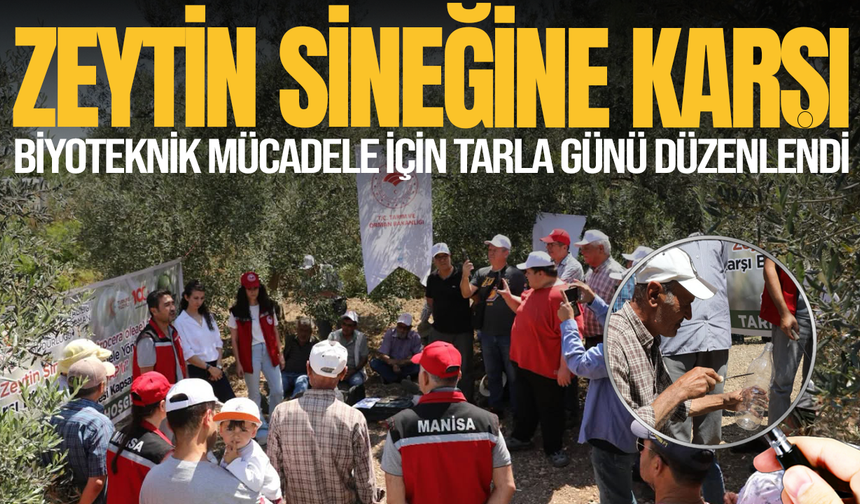 Zeytin Sineğine Karşı Biyoteknik Mücadele İçin Tarla Günü Düzenlendi