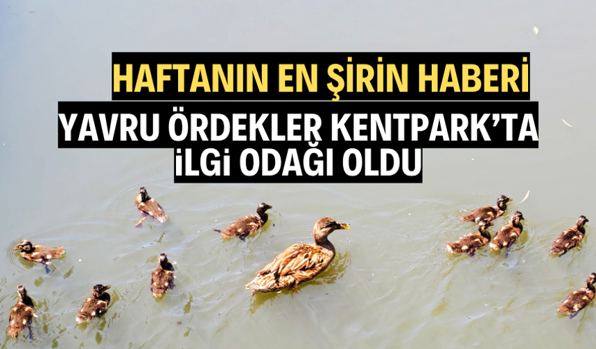 Yavru ördekler vatandaşların ilgi odağı oldu