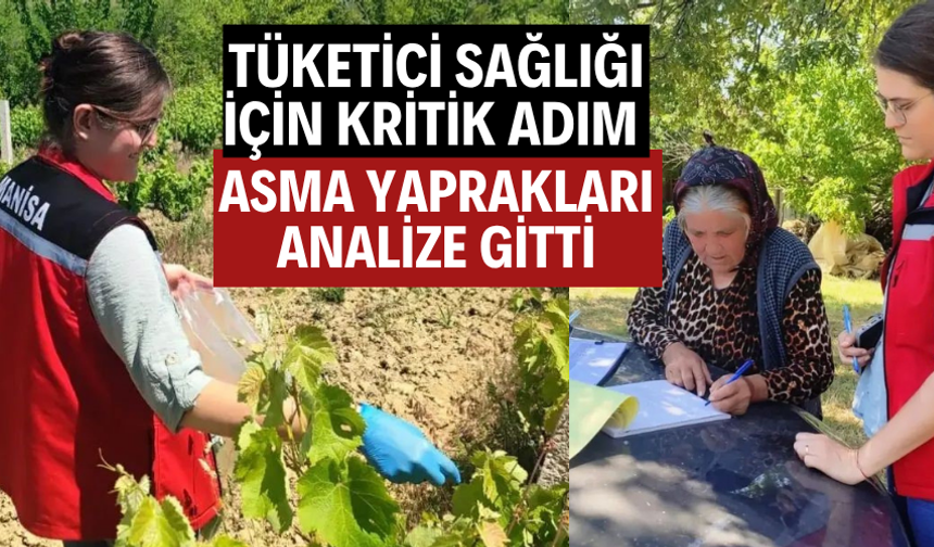 Tüketici Sağlığı İçin Kritik Adım: Asma Yaprakları Analize Gitti