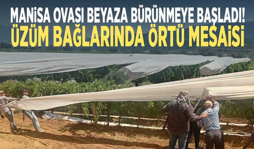 Manisa Ovası beyaza bürünmeye başladı! Üzüm bağlarında örtü mesaisi
