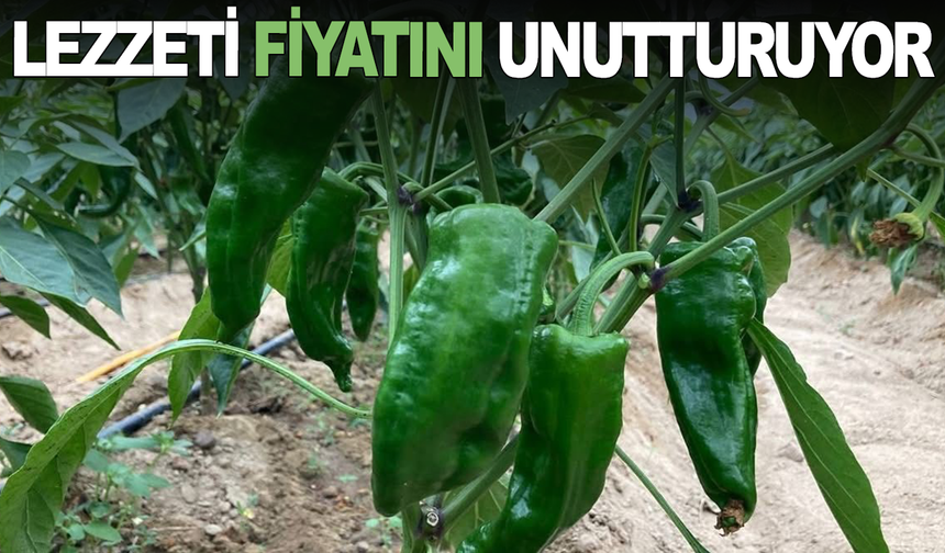 Pazarda 350 TL'den satışa sunulan Emcelli biberi yok satıyor