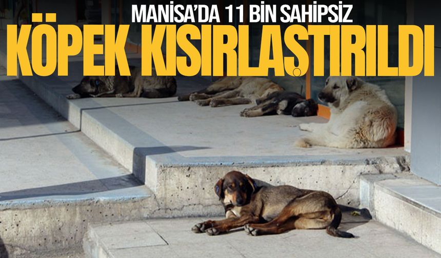 Manisa’da 11 bin sahipsiz hayvan kısırlaştırıldı