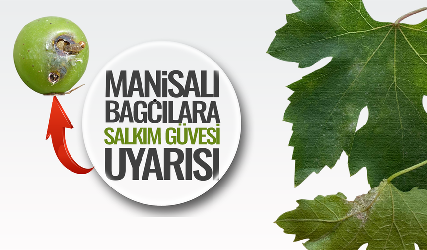 Manisalı bağcılara salkım güvesi uyarısı