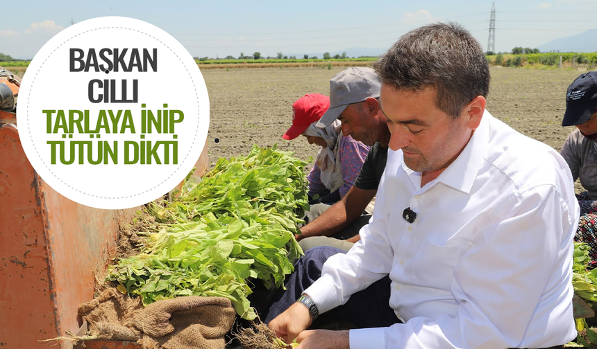 Başkan Cıllı traktörün direksiyonuna geçti, tütün dikti