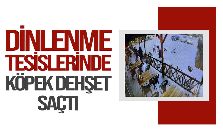 Tekmelere aldırmayan köpek kadının kolunu kopardı