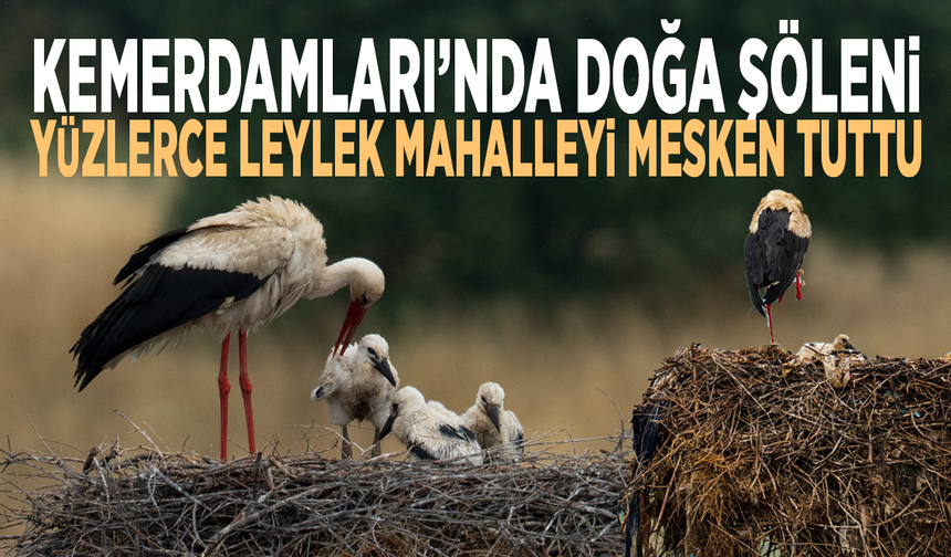 Kemerdamları’nda doğa şöleni... Yüzlerce leylek mahalleyi mesken tuttu