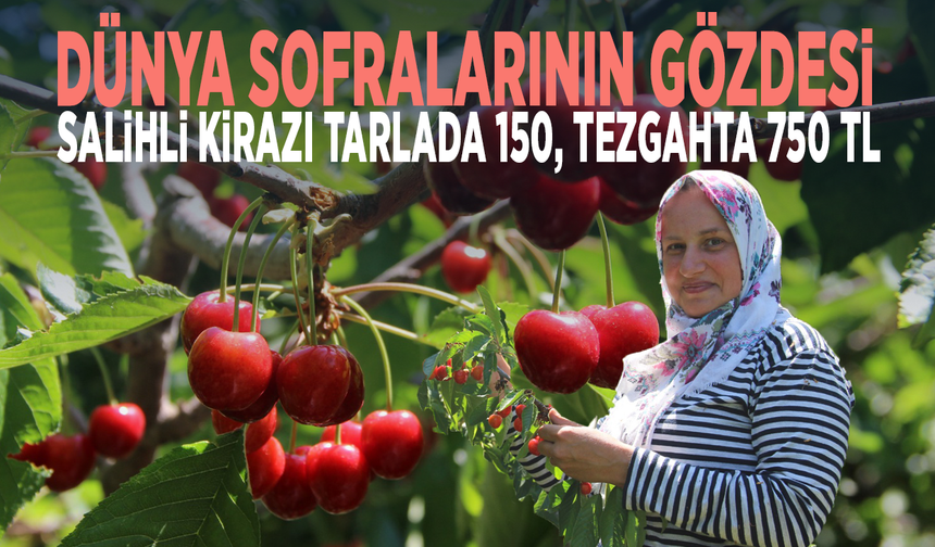 Dünya sofralarının gözdesi... Salihli kirazı tarlada 150, tezgahta 750 TL